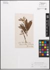 Foto von Salix caprea L. x Salix purpurea L.